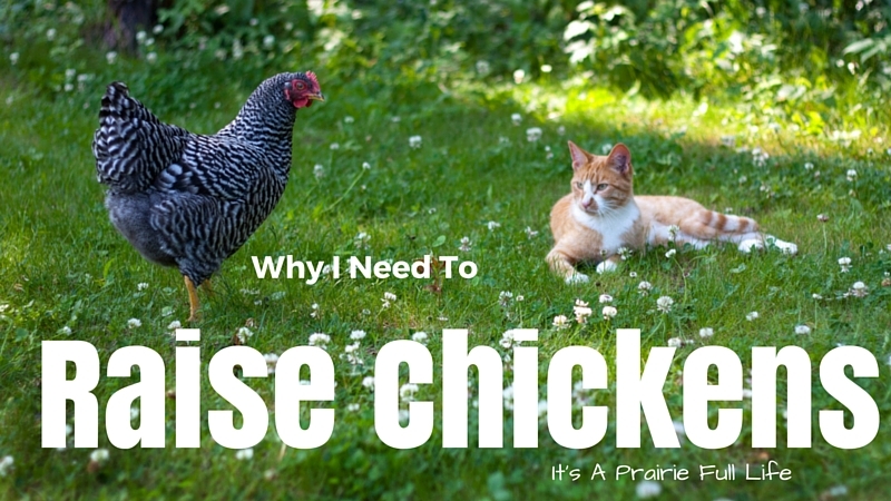 Barred Rock hen in green grass with orange tabby cat