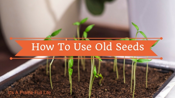 A captioned photo of seedlings with the text How to Use Old Seeds
