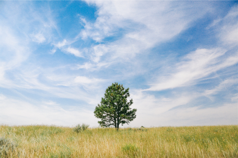A solitary evergreen tree in a grassy meadow against a blue sky.